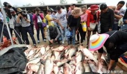 女子爆料放鱼的视频农村,揭秘乡村生态和谐之美