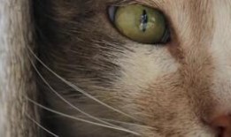 猫之城最新爆料视频,最新爆料视频带你探秘神秘猫界