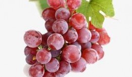 爆料提子视频下载软件,一键下载，畅享海量视频资源