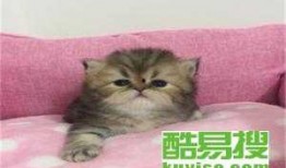 网红猫舍吃瓜,吃瓜群众眼中的喵星人生活秀