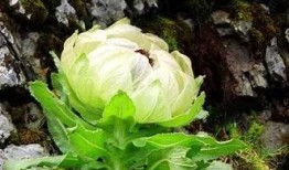 爆料雪莲的视频大全,视频大全中的神秘植物传奇