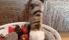 娱乐吃瓜酱猫咪视频大全,吃瓜酱视频大全欢乐盘点