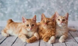 猫咪遥控爆料视频大全集,视频大全集带你领略萌宠趣味瞬间