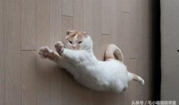 猫咪遥控爆料视频大全集,视频大全集带你领略萌宠趣味瞬间