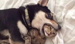 猫咪遥控爆料视频大全集,视频大全集带你领略萌宠趣味瞬间